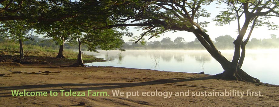 The lake of Toleza Farm, Malawi