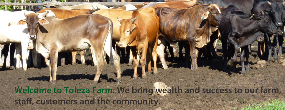 The cattle of Toleza Farm, Malawi