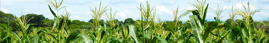 Toleza Farm, Malawi